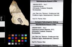 Foto (Objket + Etiketten) von Culmenformosa sp. 